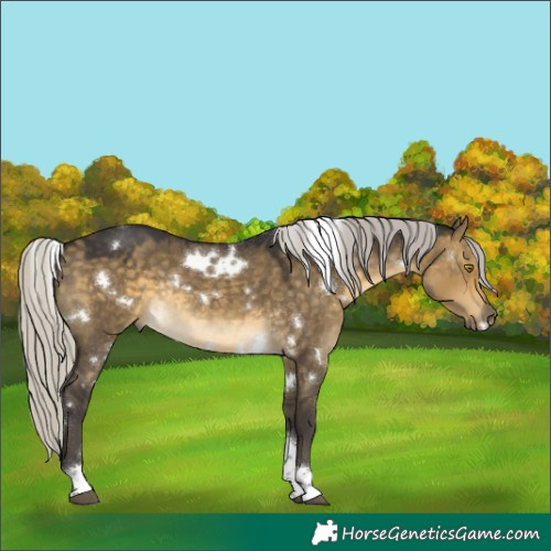 Horse Color:White Spotted Silver Buckskin Dun Tobiano Rabicano 