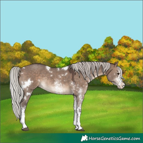 Horse Color:White Spotted Silver Brown Dun Rabicano 