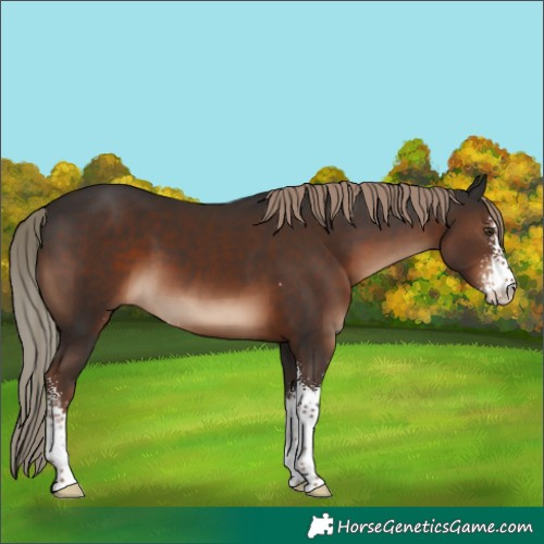 Horse Color:Liver Chestnut Sabino