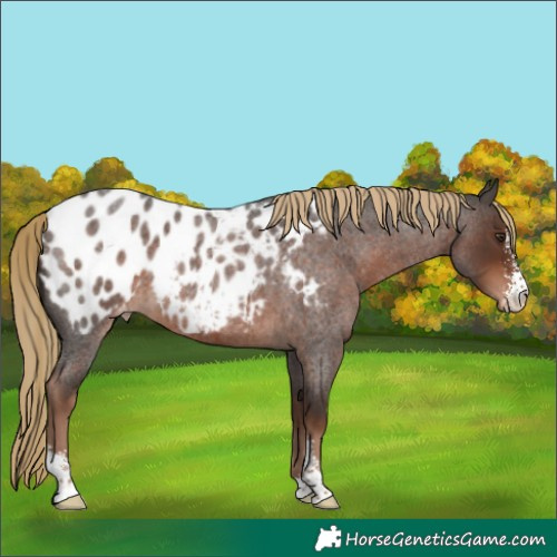 Horse Color:Liver Red Roan Sabino Blanket