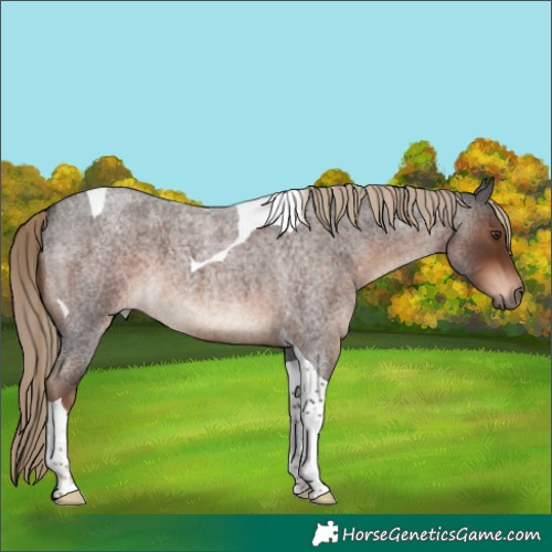 Horse Color:Liver Red Roan Tobiano 
