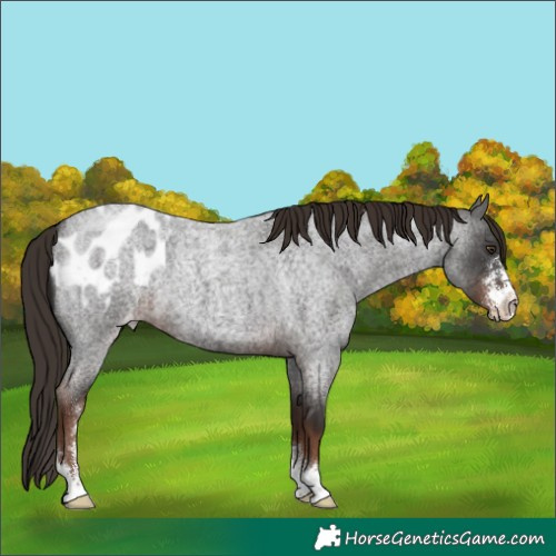 Horse Color:Liver Red Roan Sabino Appaloosa 