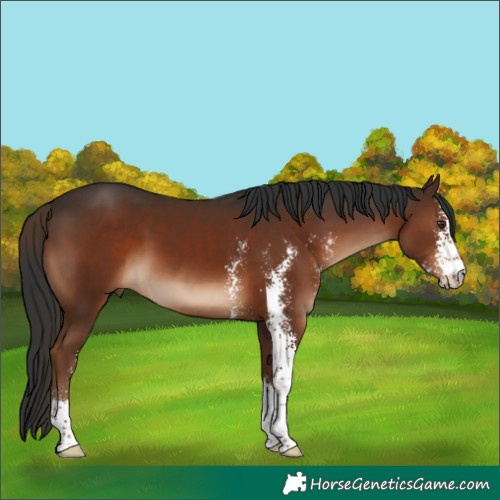 Horse Color:Liver Chestnut Sabino