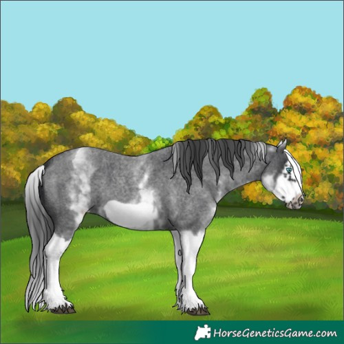 Horse Color:White Spotted Blue Roan Splash Frame Appaloosa 