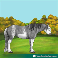Horse Color:White Spotted Blue Roan Splash Frame Appaloosa 