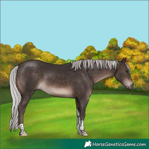 Horse Color:Silver Brown Mushroom Tobiano