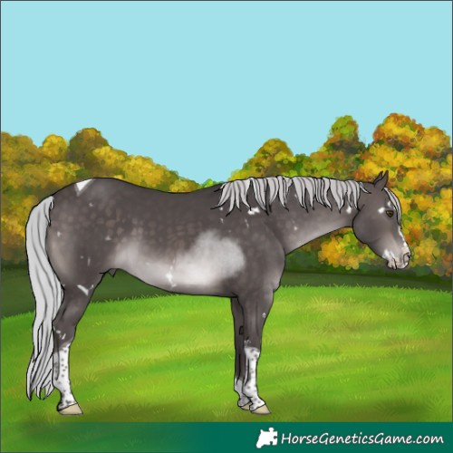 Horse Color:Platinum White Spotted Silver Brown Splash Tobiano 