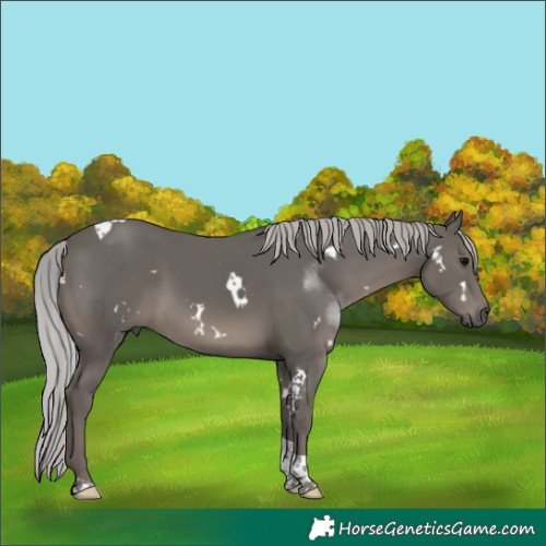 Horse Color:Platinum White Spotted Silver Black Tobiano 