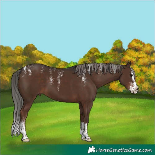 Horse Color:Powder White Liver Chestnut Mushroom Splash