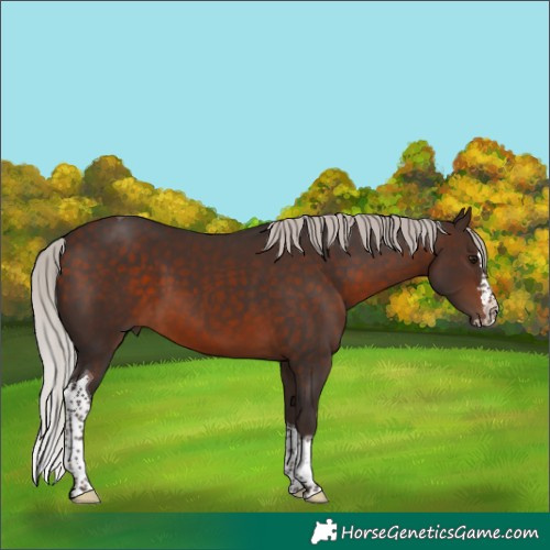 Horse Color:Silver Brown Splash Tobiano 