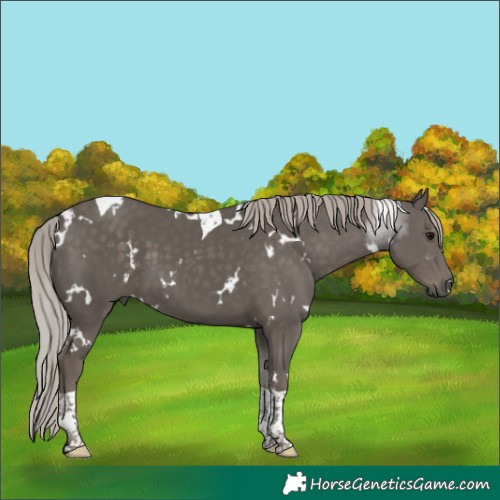 Horse Color:White Spotted Silver Black Tobiano 