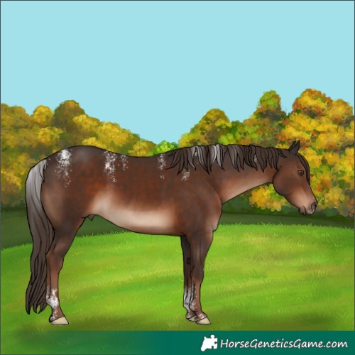 Horse Color:Powder White Liver Chestnut