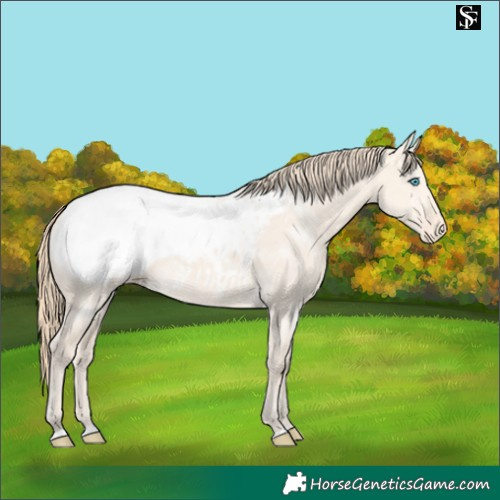 Horse Color:Perlino Dun Appaloosa 