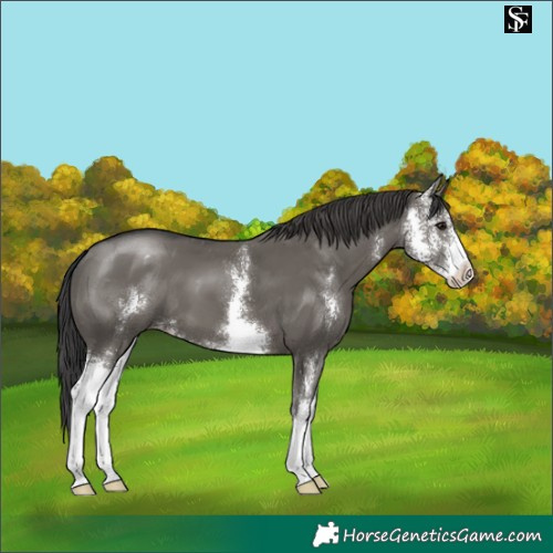 Horse Color:Grullo Sabino Appaloosa 