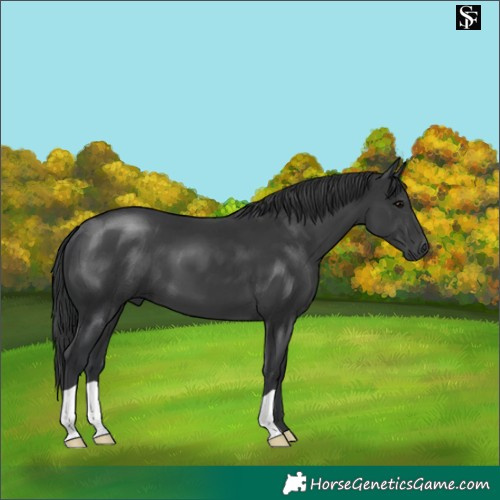 Horse Color:Black 