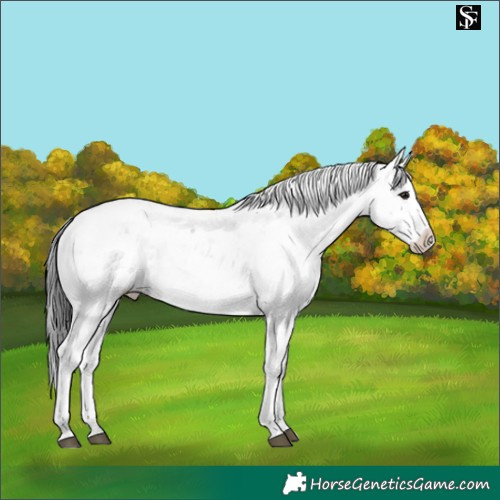 Horse Color:Black Sabino 