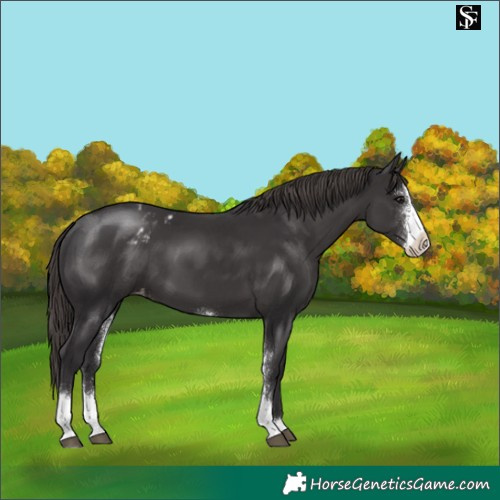 Horse Color:Smoky Black Sabino Varnish 
