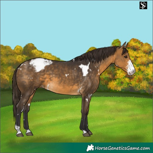 Horse Color:White Spotted Buckskin Sabino Varnish 