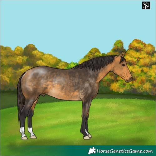 Horse Color:Buckskin Rabicano 
