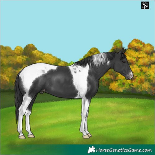 Horse Color:Black Tobiano Varnish 