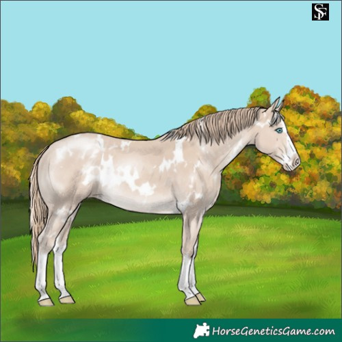 Horse Color:White Spotted Smoky Creme Splash Appaloosa 