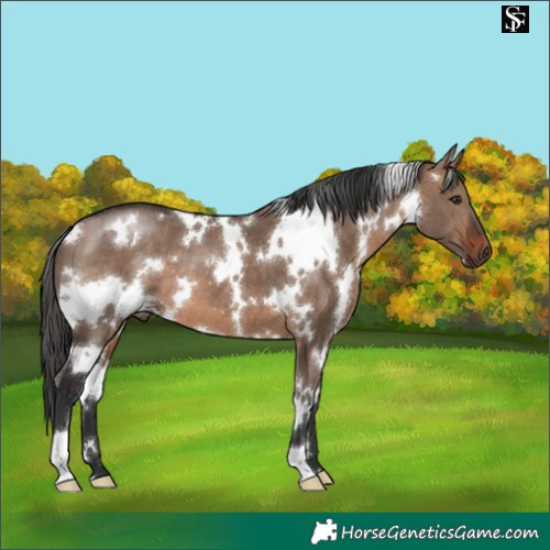 Horse Color:White Spotted Brown Dun 