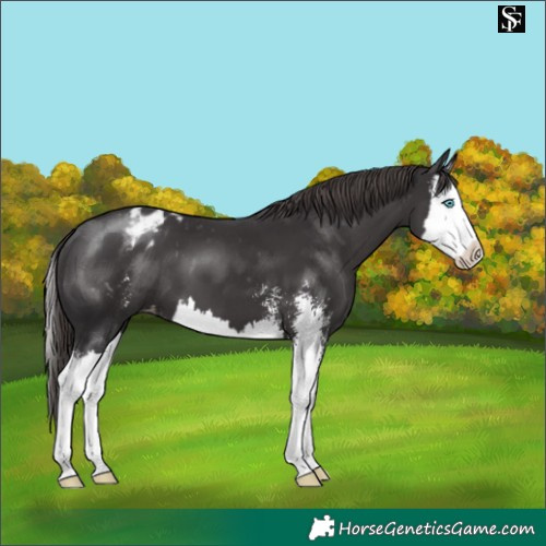 Horse Color:Smoky Black Sabino Splash Appaloosa 