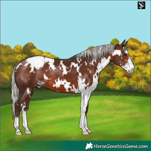 Horse Color:White Spotted Silver Brown Sabino Varnish 