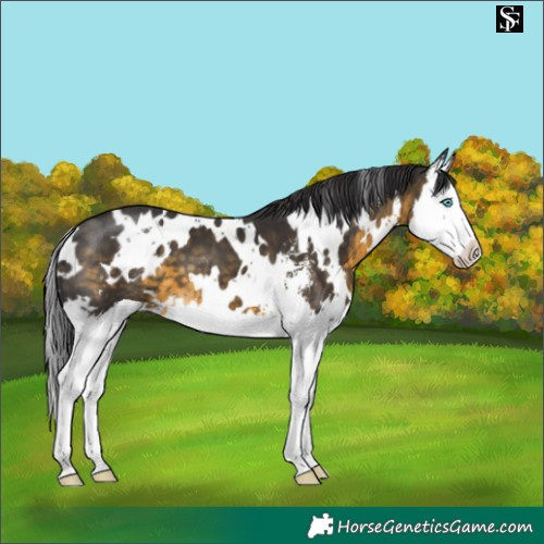 Horse Color:White Spotted Buckskin Sabino Splash Varnish 