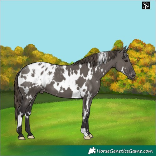 Horse Color:White Spotted Smoky Grullo Blanket 