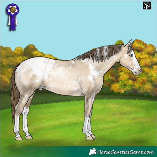 Horse Color:White Spotted Buckskin Pearl Dun Splash Blanket