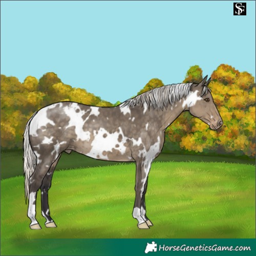 Horse Color:White Spotted Silver Smoky Grullo Varnish 