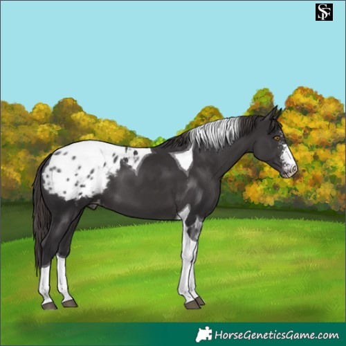 Horse Color:Smoky Black Sabino Tobiano Blanket 