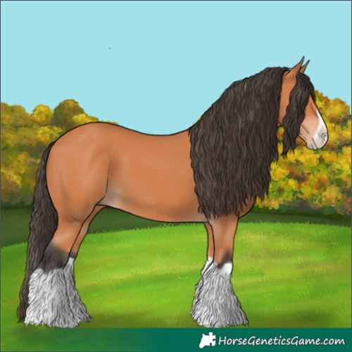 Horse Color:Bay Splash Frame 