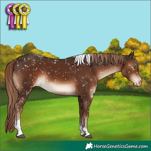 Horse Color:Liver Chestnut Tobiano Appaloosa