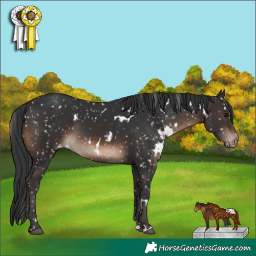 Horse Color:White Spotted Brown Snowflake Varnish
