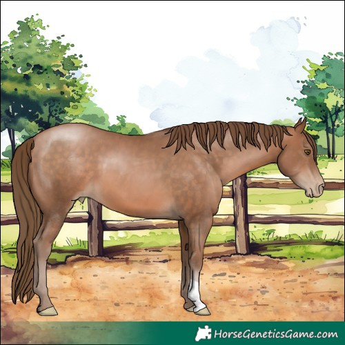 Horse Color:Brown Pearl