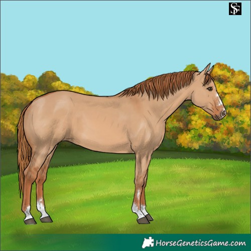 Horse Color:Red Dun 