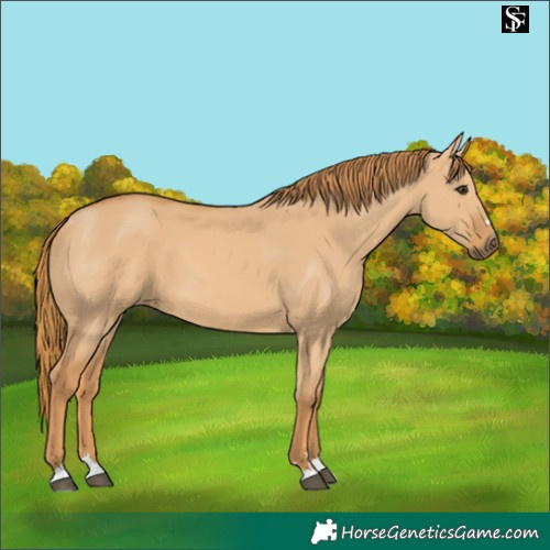 Horse Color:Red Dun 