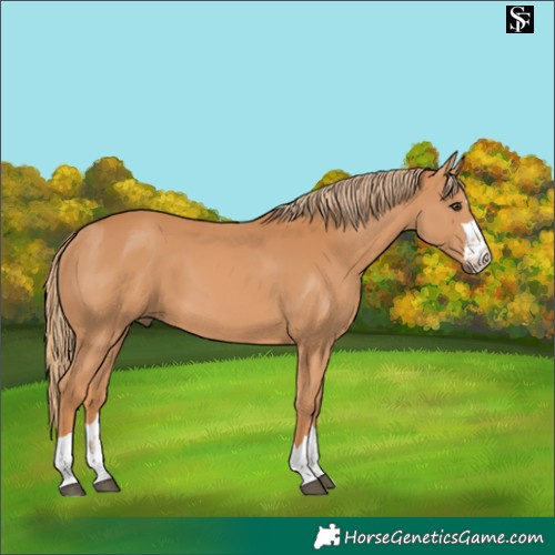 Horse Color:Chestnut 