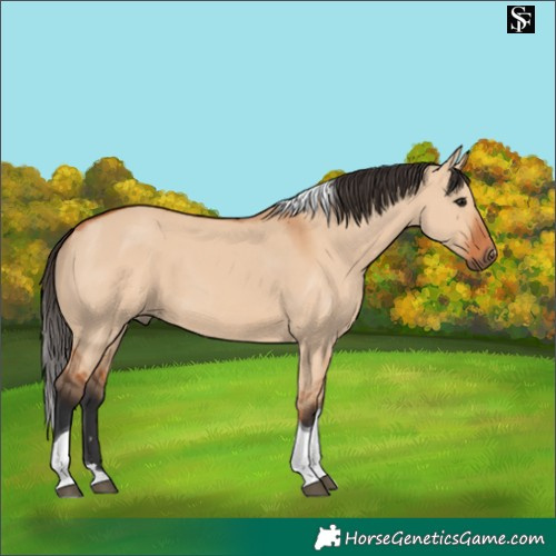 Horse Color:Bay Dun Tobiano 