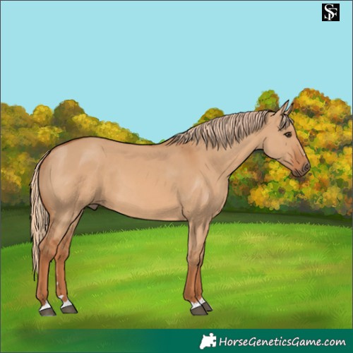 Horse Color:Red Dun 
