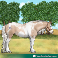 Horse Color:Chocolate Palomino Pearl Tobiano Frame and Chocolate Palomino Pearl Splash Tobiano Frame