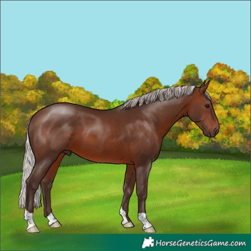Horse Color:Silver Brown 