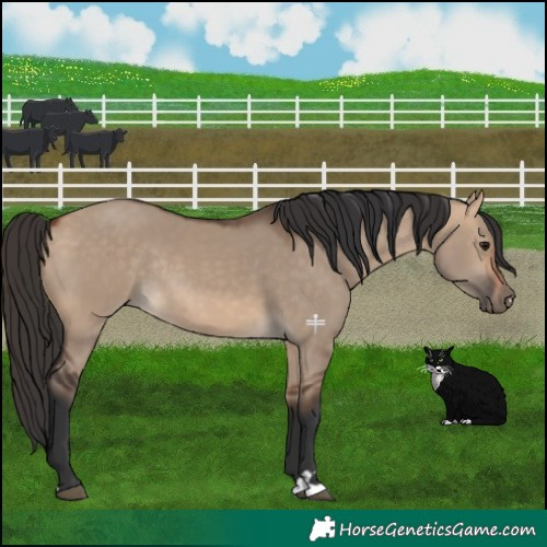 Horse Color:Bay Dun Rabicano