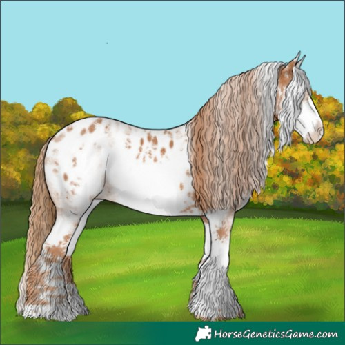 Horse Color:White Spotted Chestnut Sabino Near Leopard