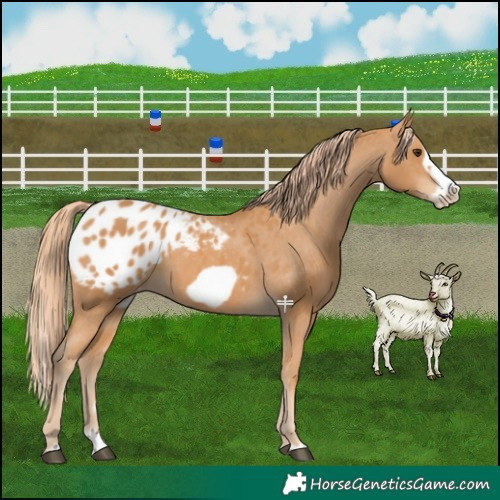 Horse Color:Chestnut Splash Frame Appaloosa 