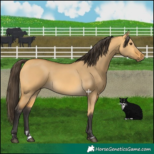 Horse Color:Buckskin Dun 