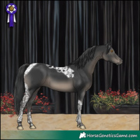 Horse Color:Black Tobiano 
