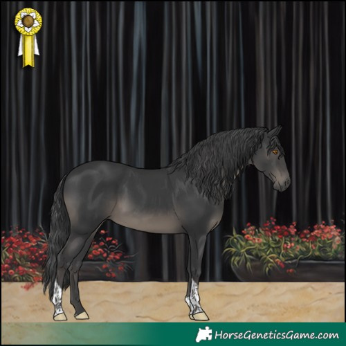 Horse Color:Black Tobiano